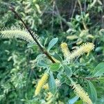 Salix triandra फूल