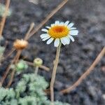 Anthemis cretica Floare