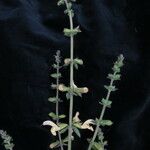 Salvia nubicola Yeri