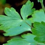 Aquilegia vulgaris Blad