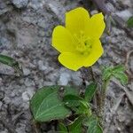 Sida cordata Fiore