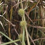 Sparganium americanum Natur