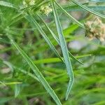 Plantago afra Leaf