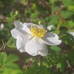 Rosa omeiensis Квітка