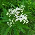 Sambucus ebulusFlors