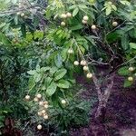 Dimocarpus longan Frucht