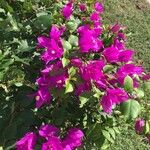 Bougainvillea spectabilis Blüte