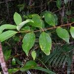 Garcinia balansae Folio