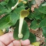 Aristolochia fontanesii Цветок