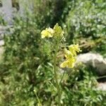 Brassica fruticulosa Fleur