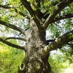 Quercus robur Libunga