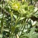 Potentilla valderia Flower