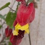 Abutilon megapotamicum Flor