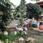 Acanthus spinosusBlomma