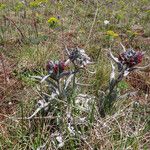 Cynoglossum magellense Habitat