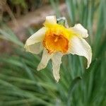 Narcissus × medioluteus പുഷ്പം