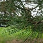 Pinus ponderosa Blad