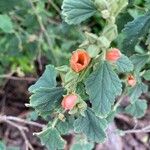 Sphaeralcea bonariensis Кветка