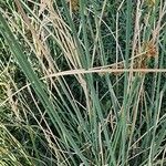 Juncus inflexus Bark