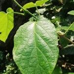 Clerodendrum welwitschii Leaf