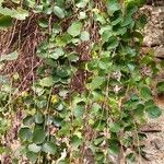 Anredera cordifolia ᱥᱟᱠᱟᱢ