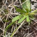 Ranunculus glaberrimus 葉