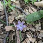 Romulea ligustica 花
