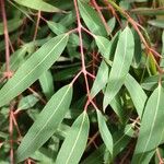 Angophora costata Fuelha