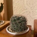 Mammillaria barbata Leht