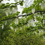 Davidia involucrata Кара