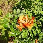 Tecomaria capensis Blüte