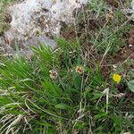 Plantago atrata Habitus