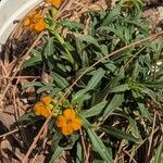 Erysimum capitatum Floare