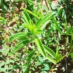 Leucas neuflizeana Leaf