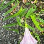 Calystegia hederacea Hoja