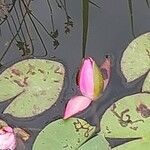 Nymphaea candida Цвят