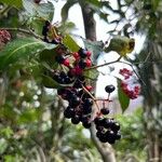 Ardisia compressa Fruit