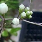 Solanum laxum Flower
