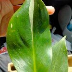 Philodendron martianum Leaf