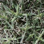 Lithodora hispidula Habit