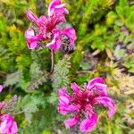 Pedicularis rostratocapitata Kukka