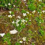 Saxifraga androsacea List