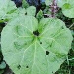 Petasites hybridus Leaf