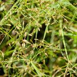 Fimbristylis autumnalis Habit