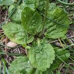 Ranunculus bullatusFolha