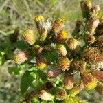 Inula conyza Sonstige