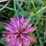 Trifolium medium Flower