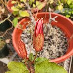 Passiflora coccinea Blodyn