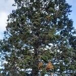 Sequoiadendron giganteum Habitus