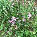 Silene flos-cuculiFlower